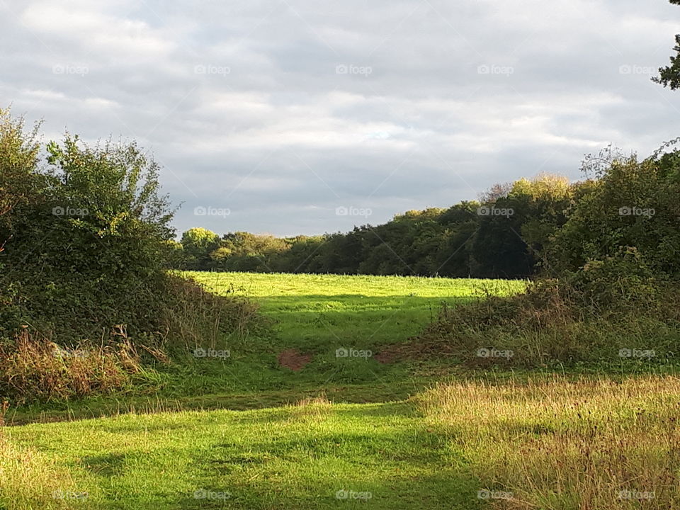 Landscape, Tree, Nature, Grass, No Person