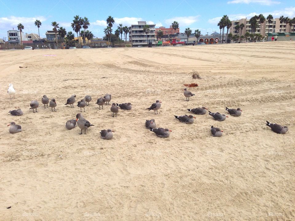 birds on the beach