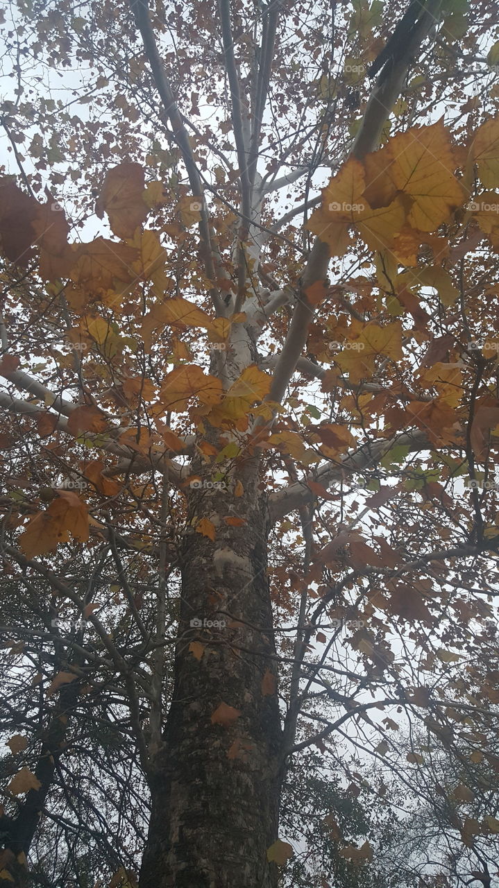Fall And Winter Leaves
