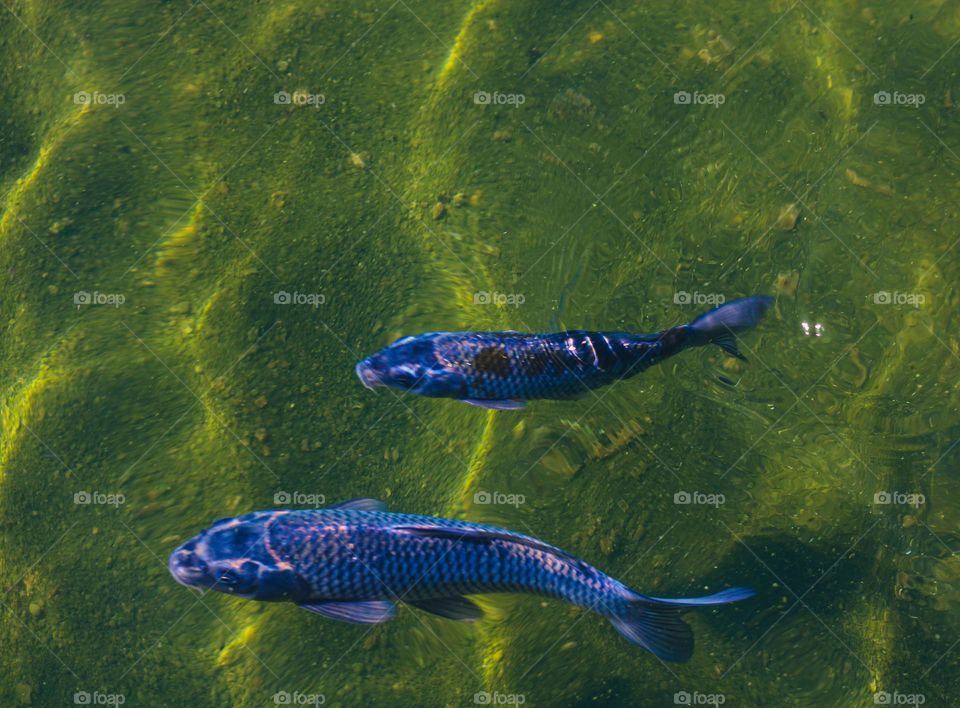 high angle view of koi carps swimming in lake