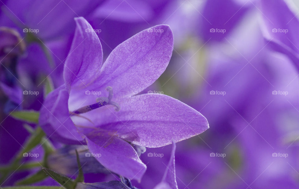 Purple flowers