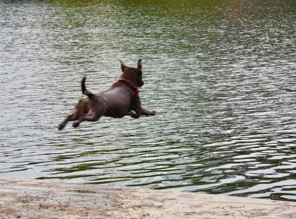 Spring Walk With Your Dog