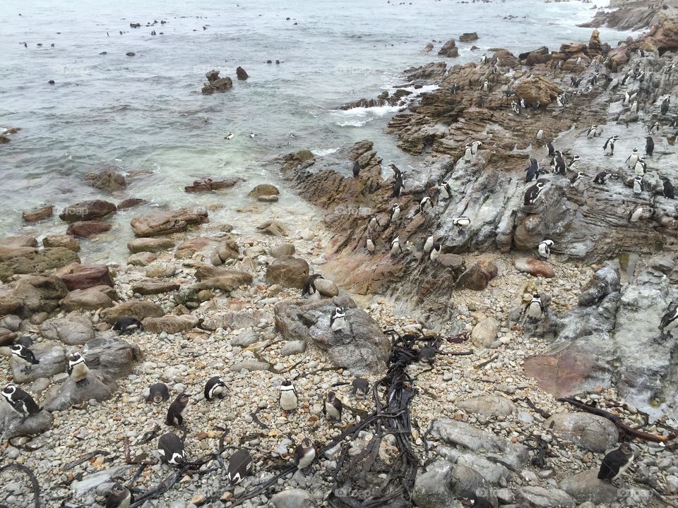 African penguins in South Africa