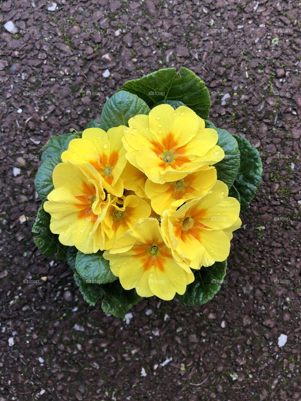 One of two very beautiful plants, aided with this beauty, by large amounts of rain water.