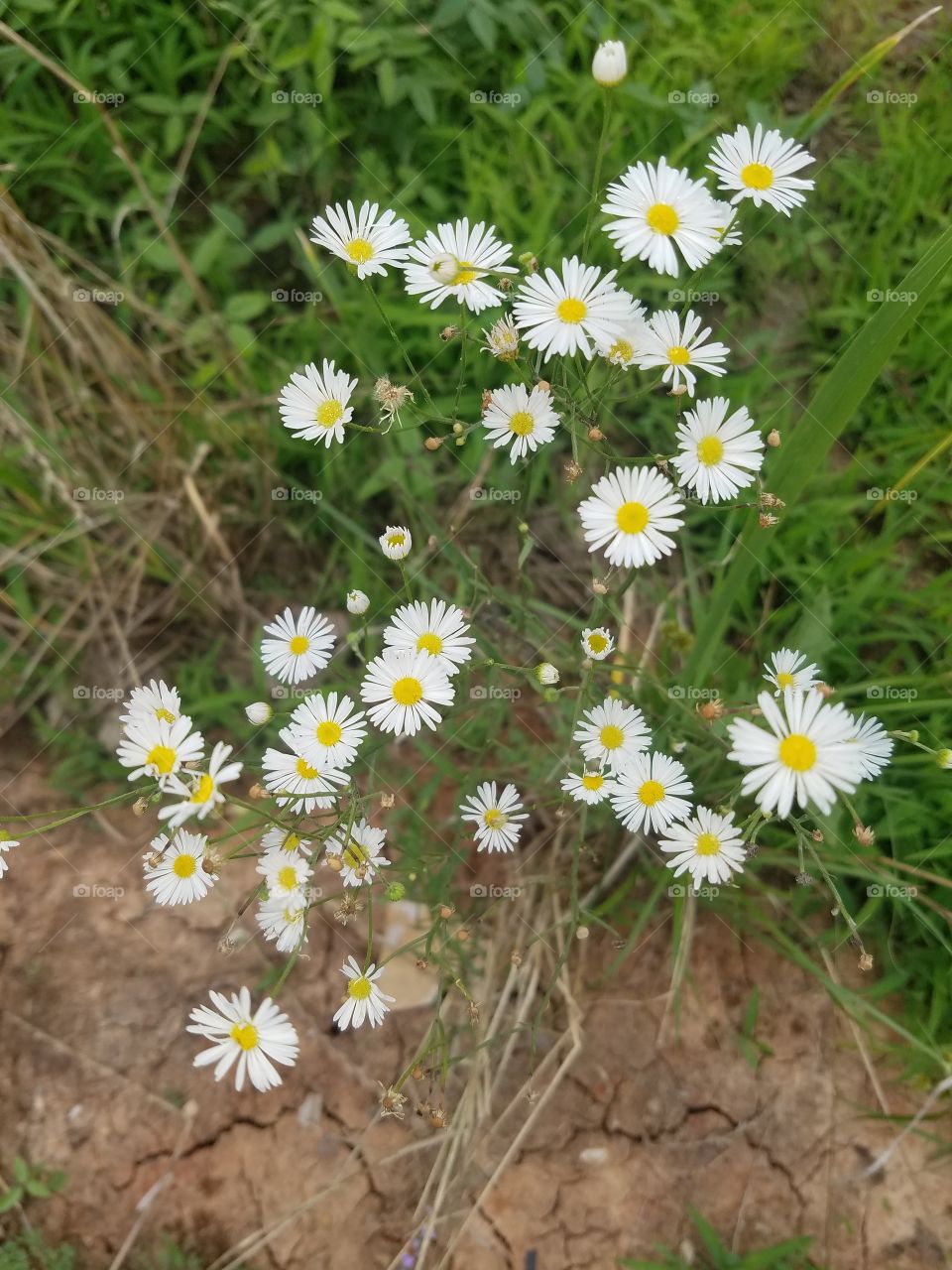 Wildflowers  (Galaxy S7)