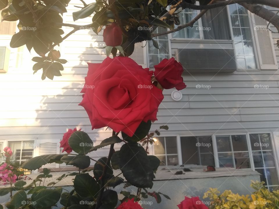 a perfect rose