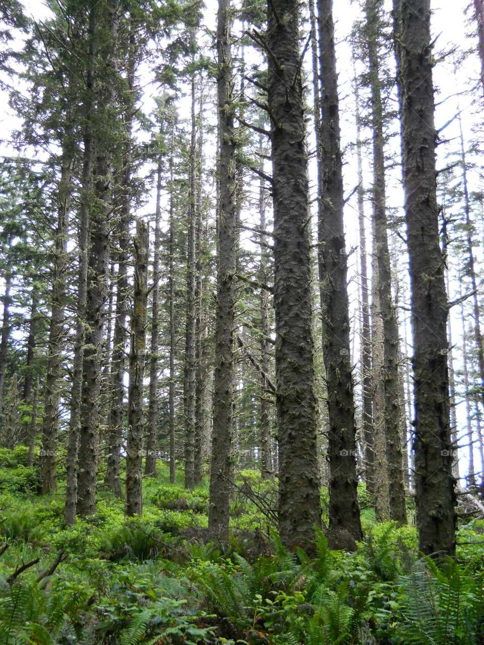 Oregon trees