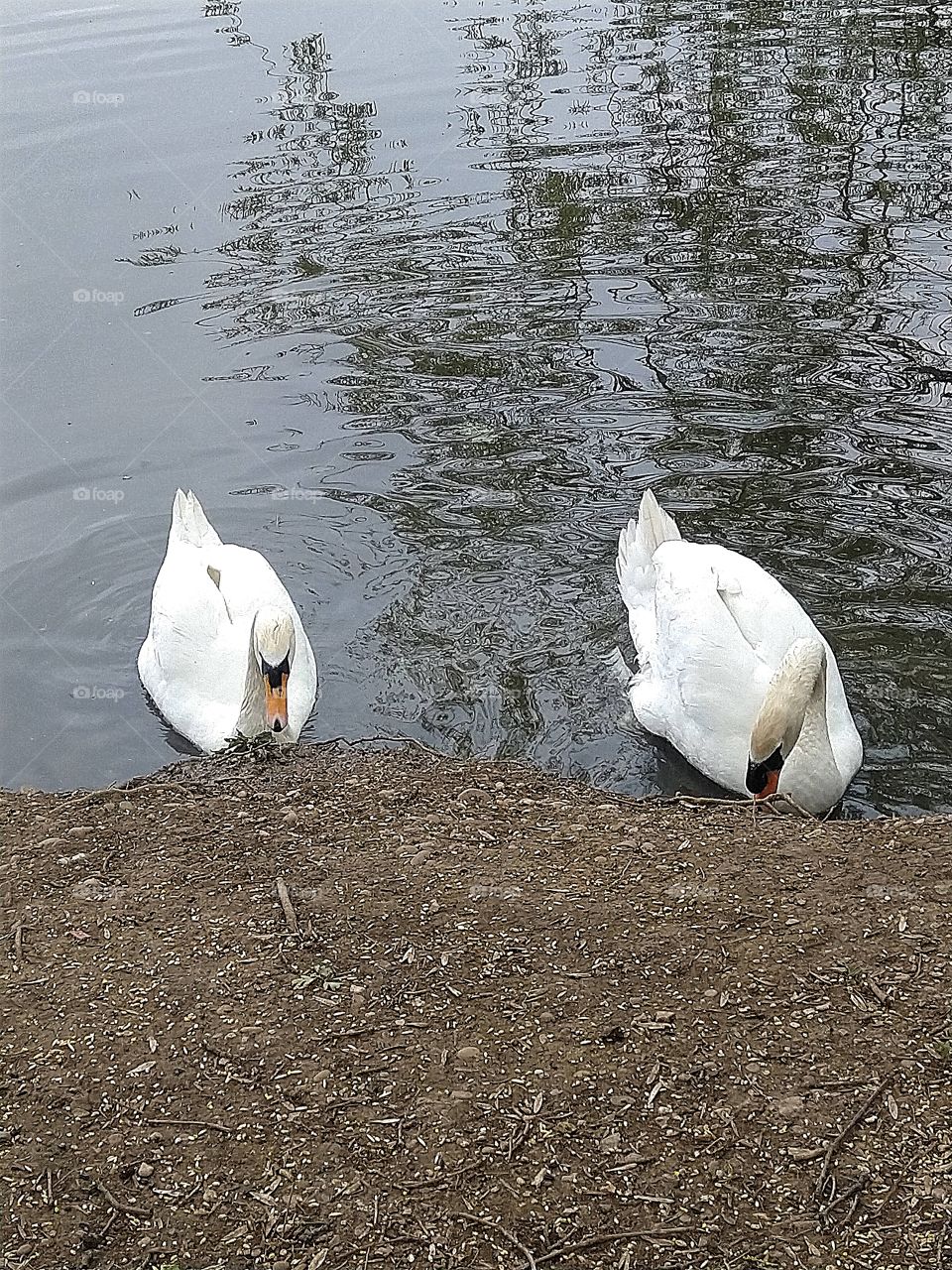 swans