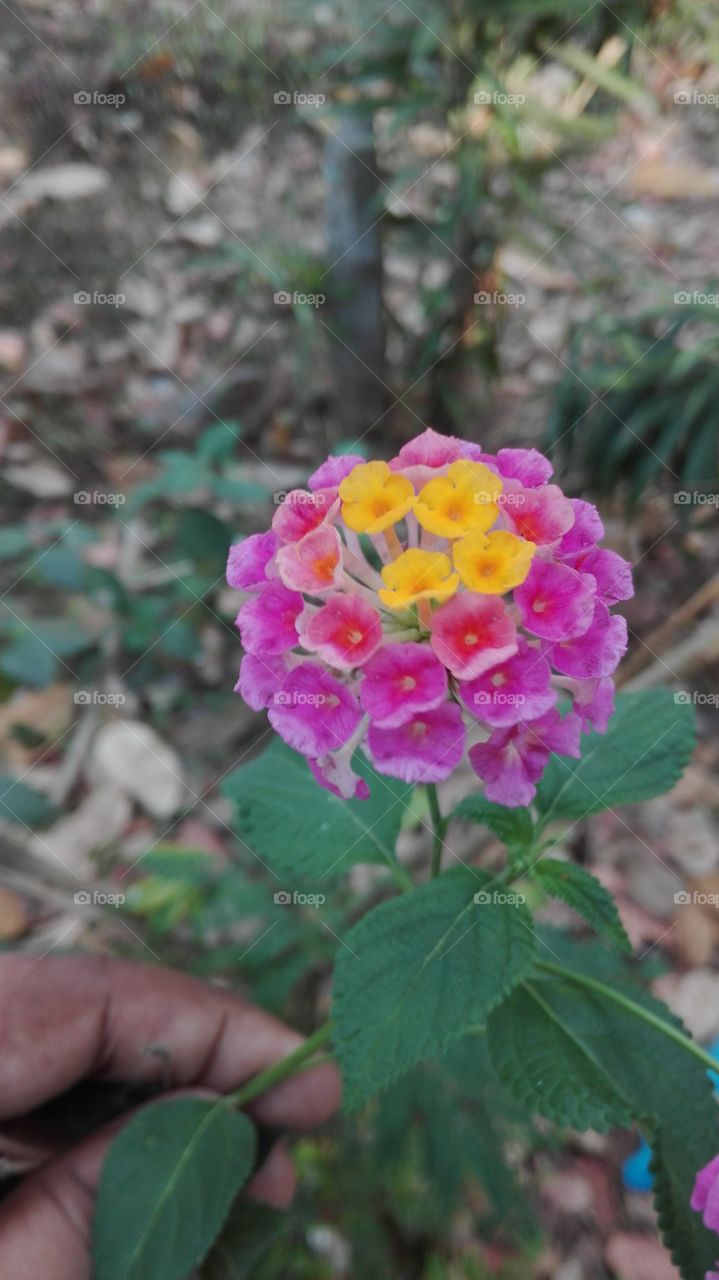 Flower... Beauty... Of... Colour