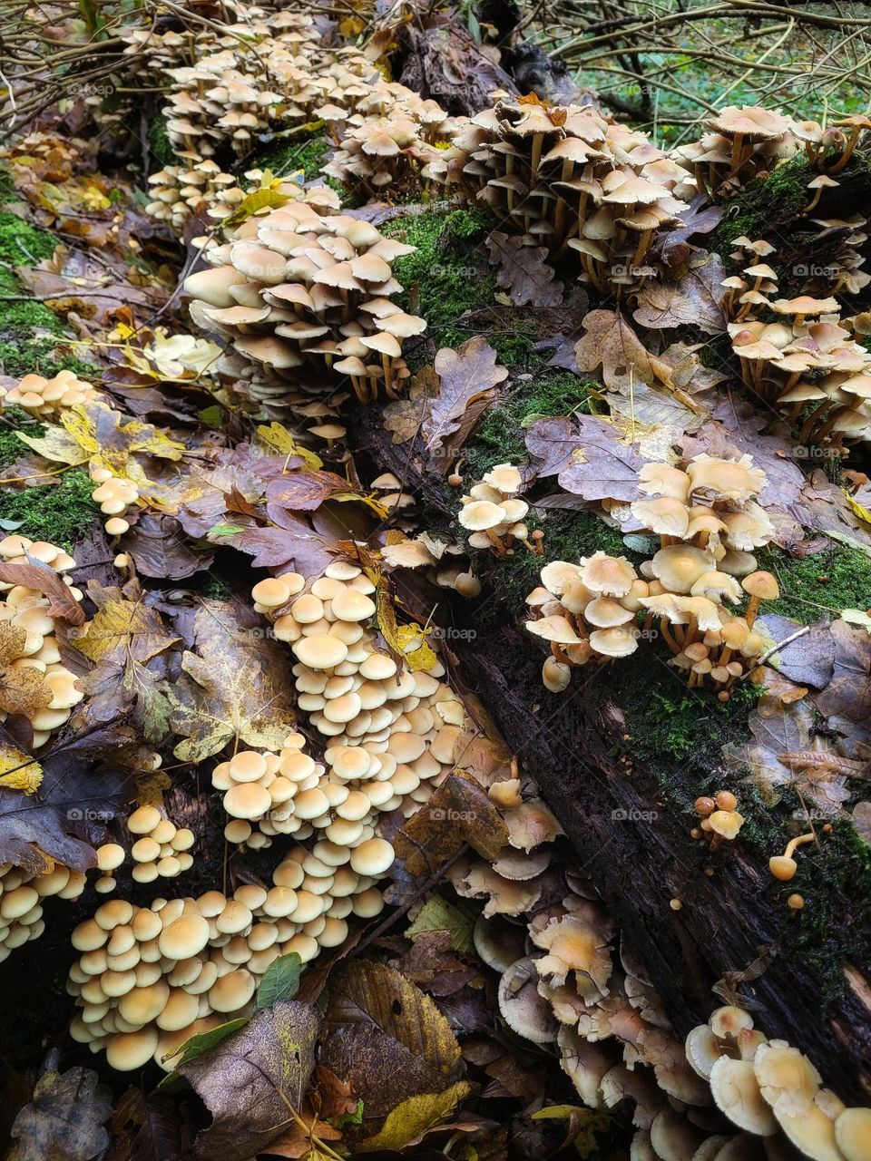 A hundred mushrooms together