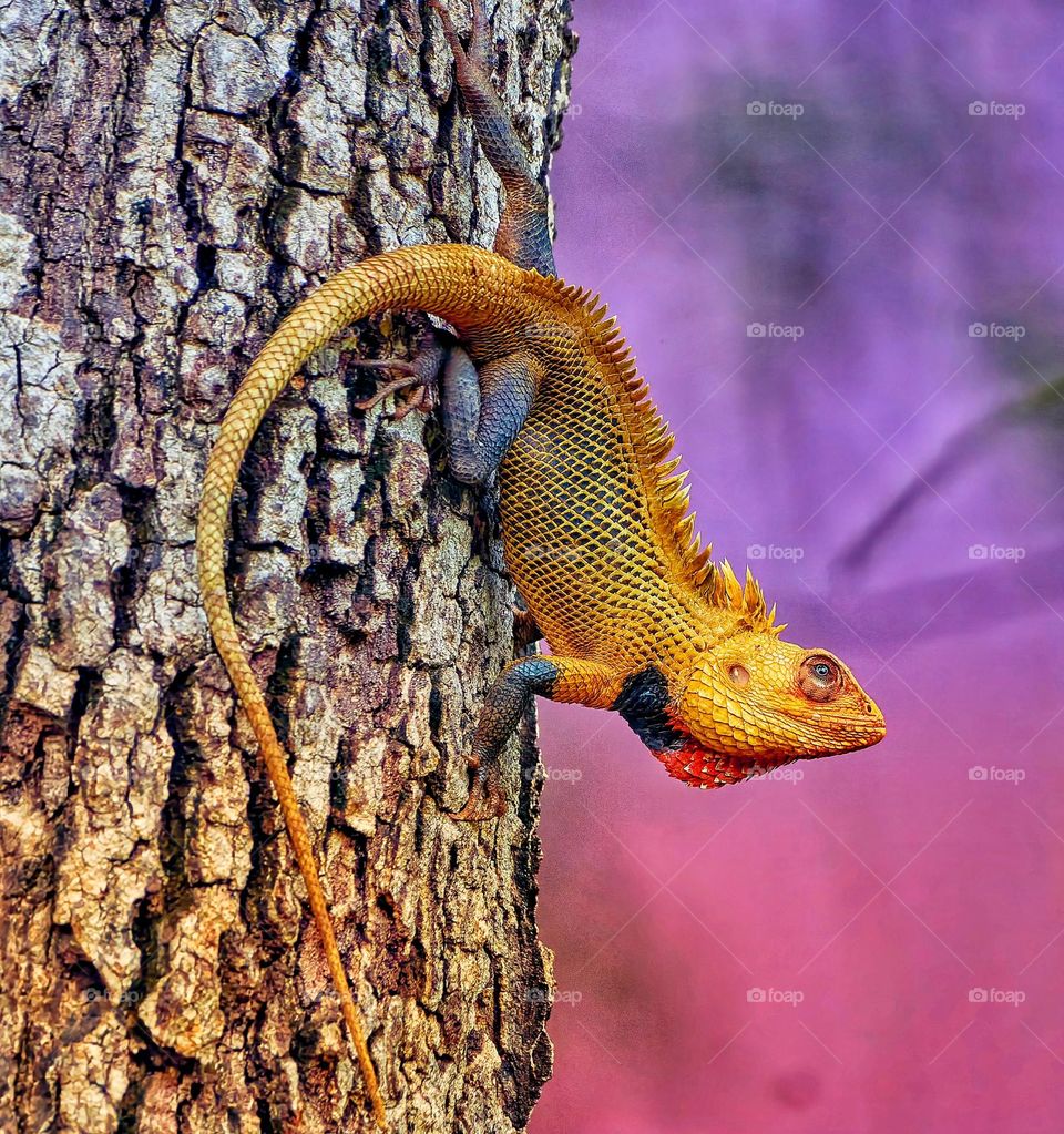 Animal photography  - Oriental lizard