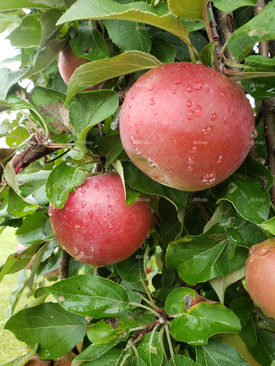 Fresh raindrops on red apples hanging on green tree