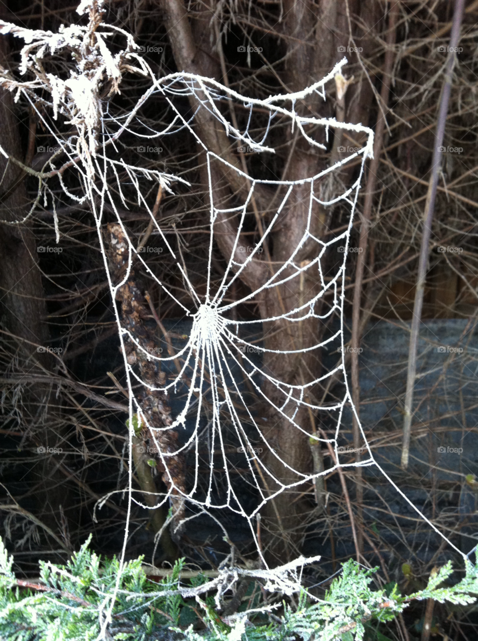 ice web spider frost by Belnahua