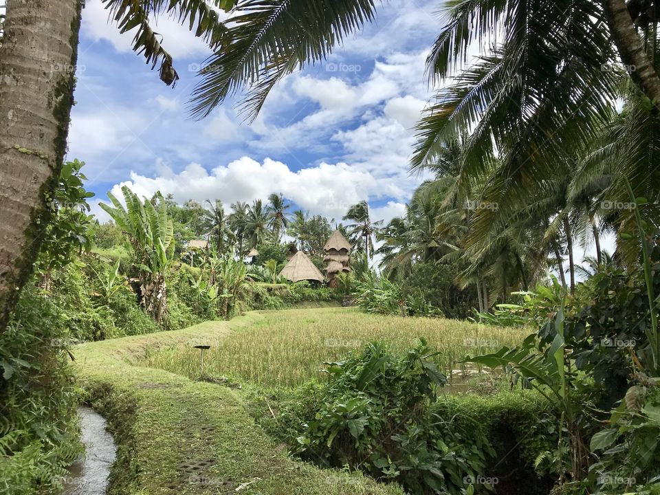 Bali views