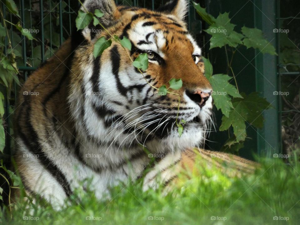 tiger portrait