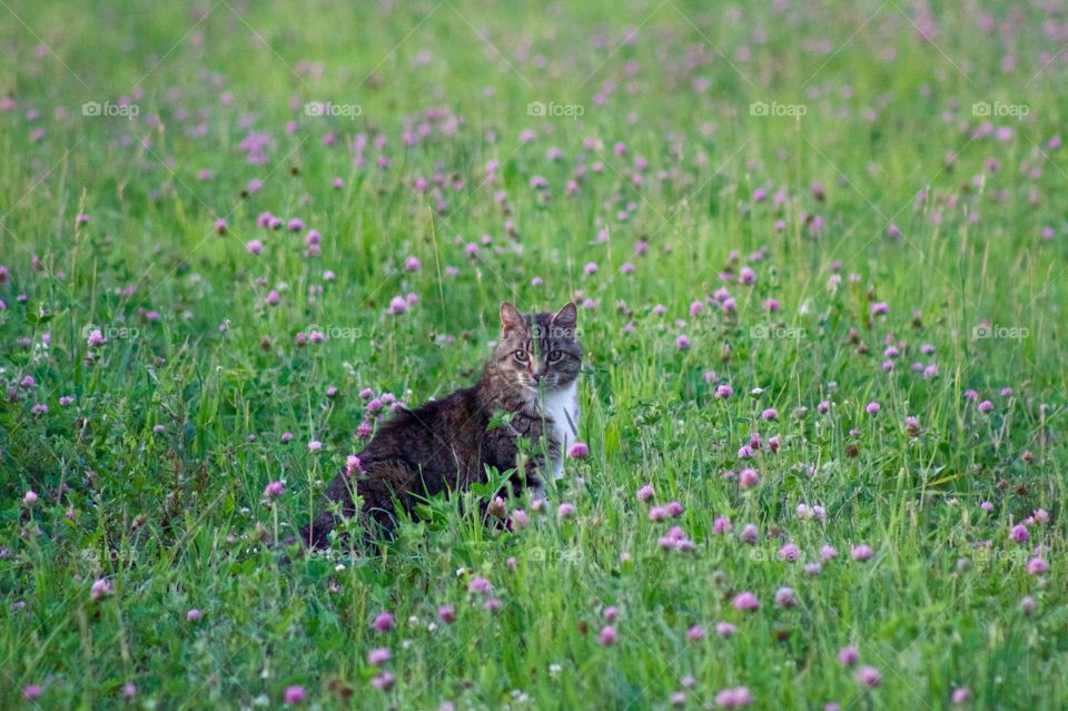 A grey tabby sitting in a field of red clover 