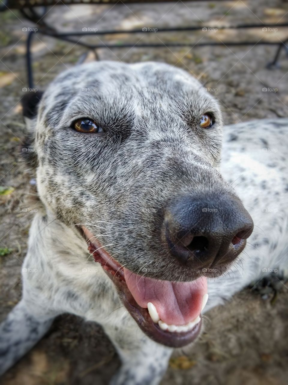 Blue Heeler