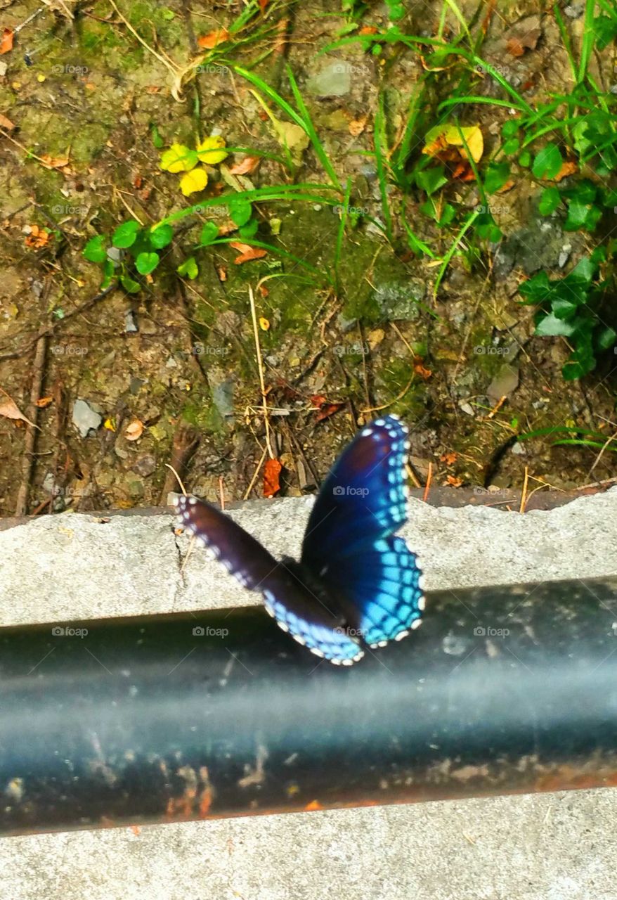 Open-winged butterfly on rail.