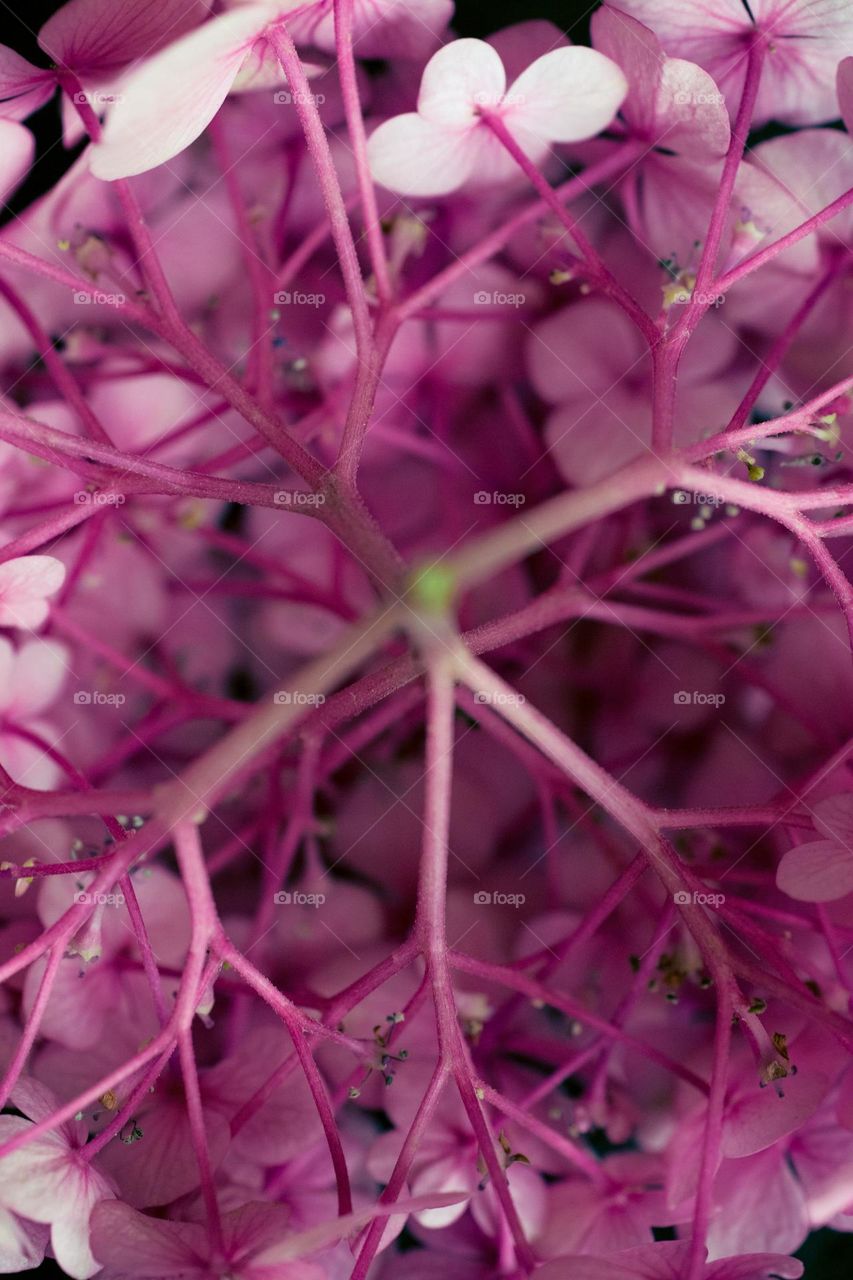 selective focus photography of pink petaled flower