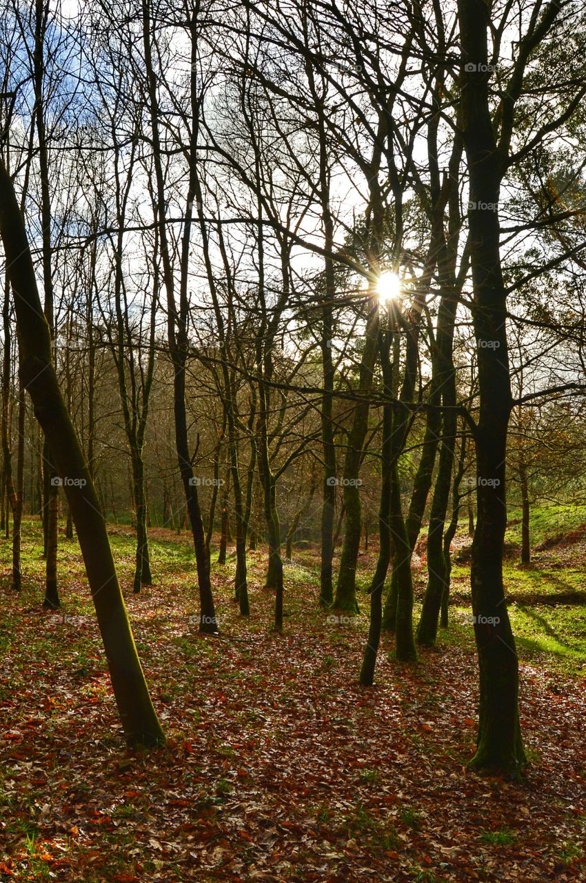 Winter forest