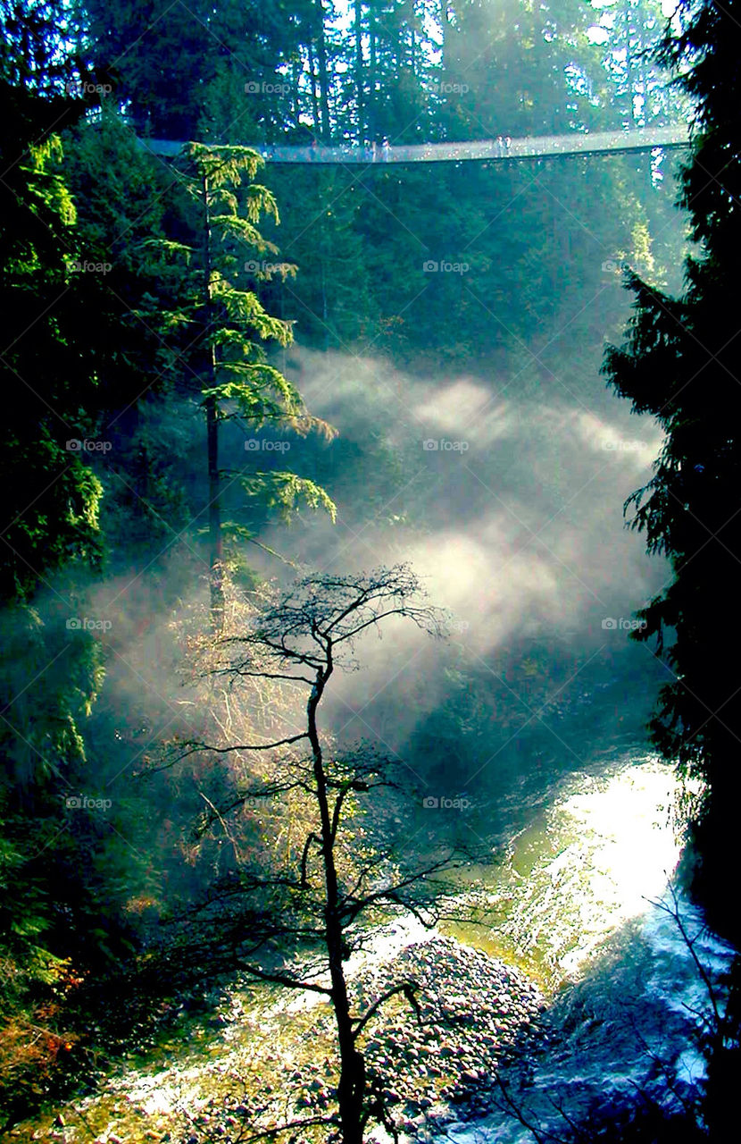 green nature trees water by clandra