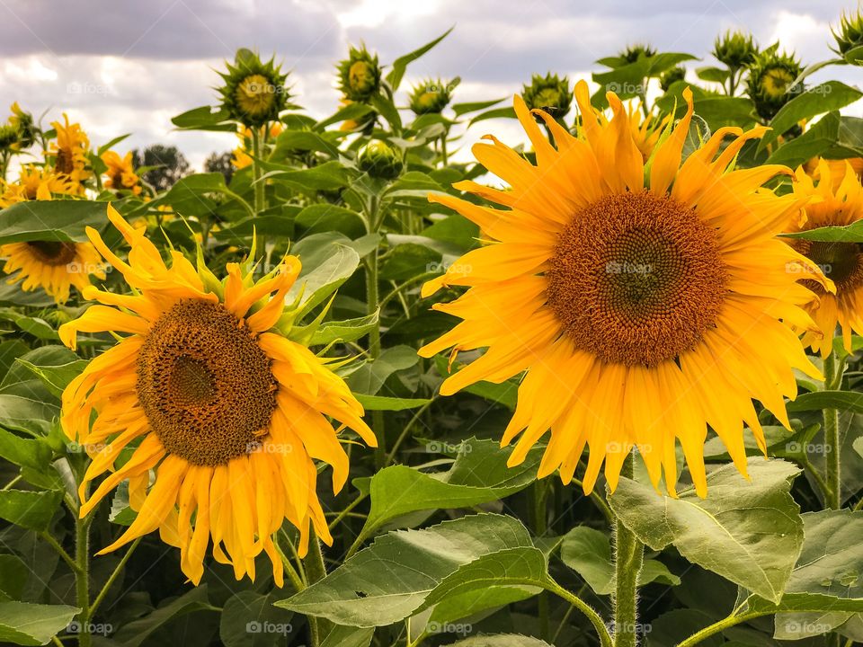 Sunflowers