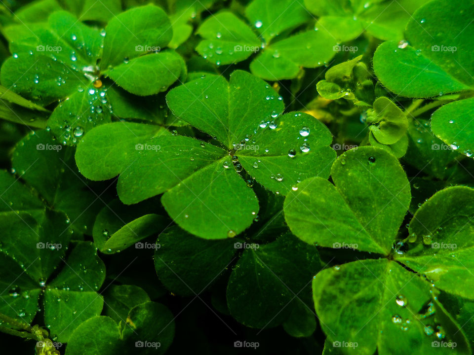 green clovers growing with water droplets on them