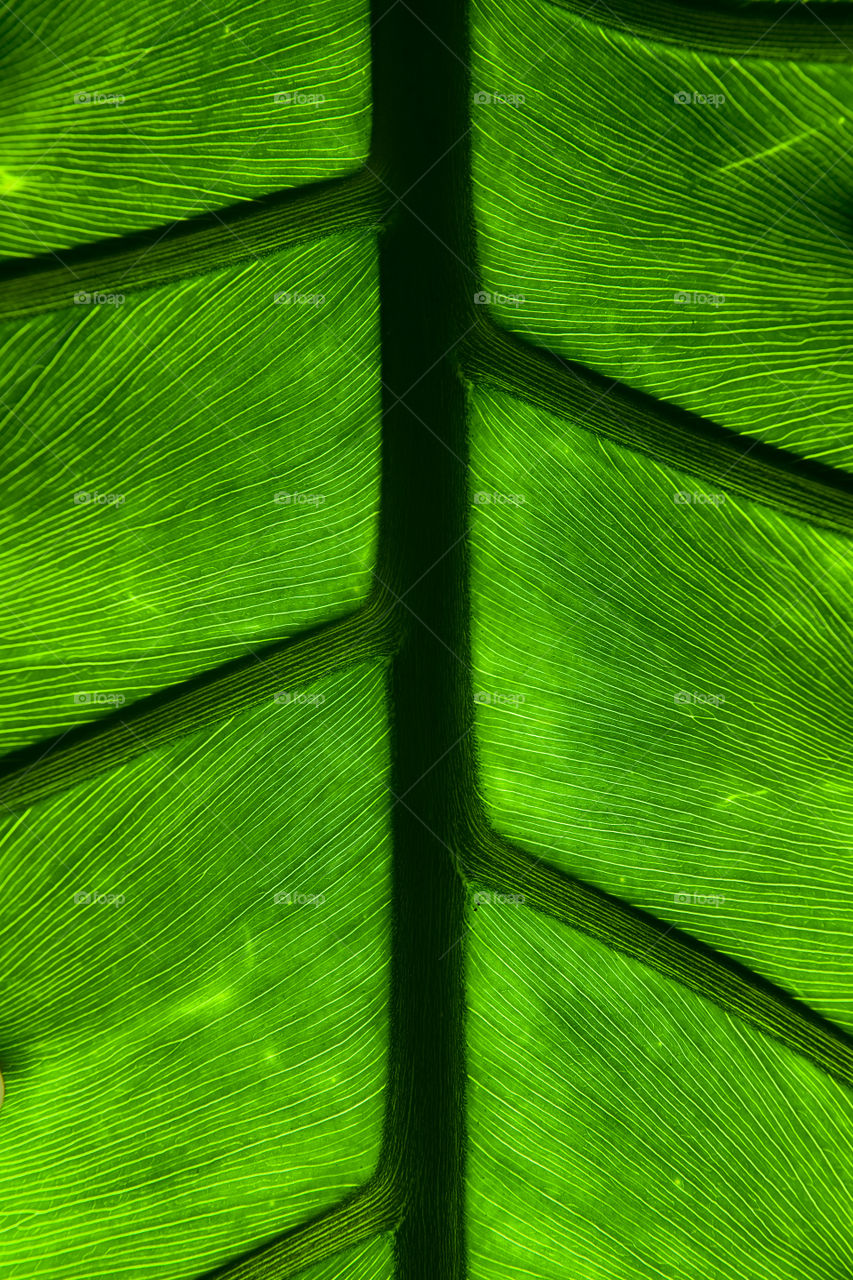 Illuminated leaves of exotic plants on the Canary Islands.