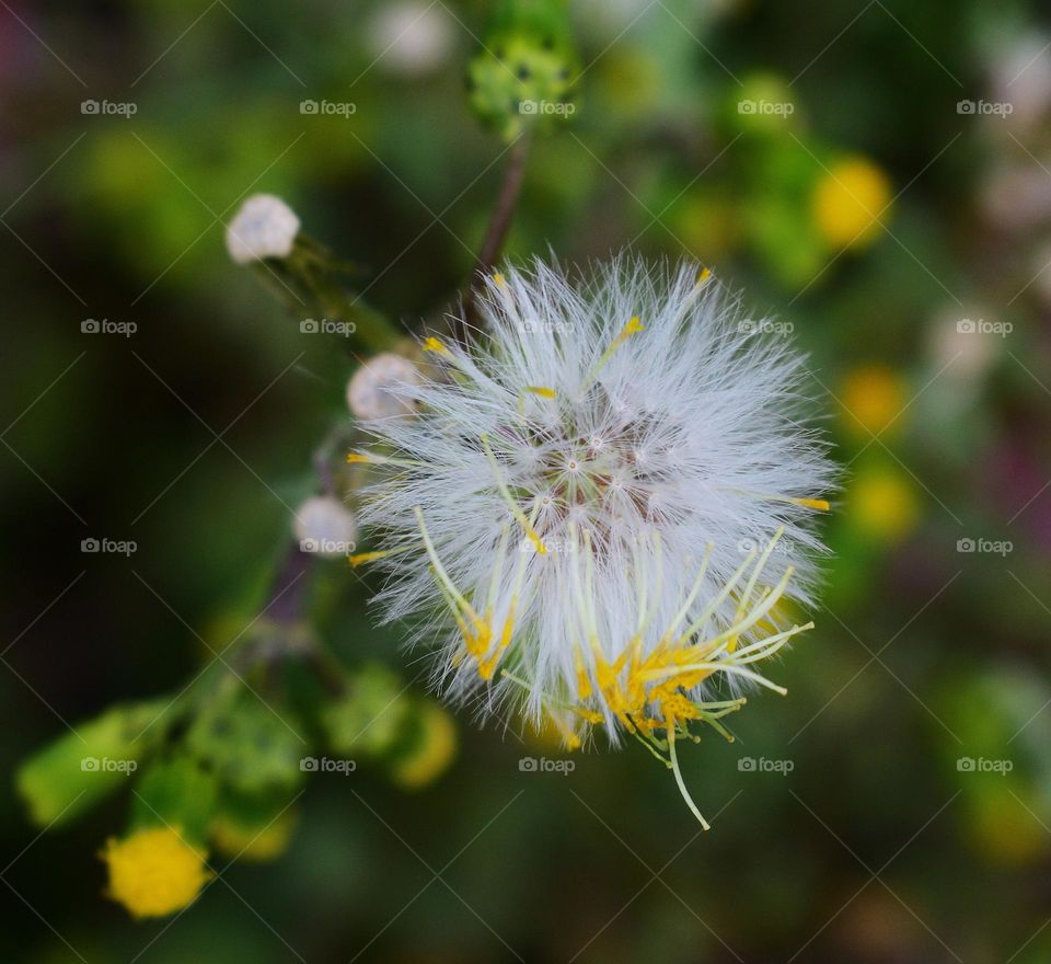 Dandelion