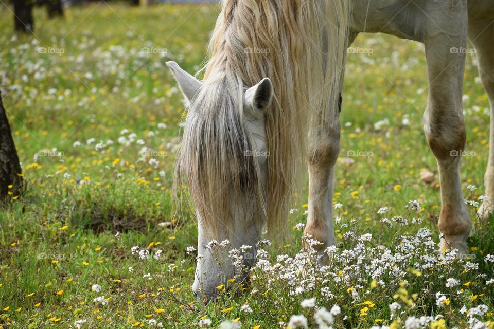 Plane of the horse in the meadow