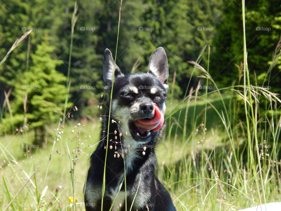 Funny chihuahua do the tongue afyer play free on Alps