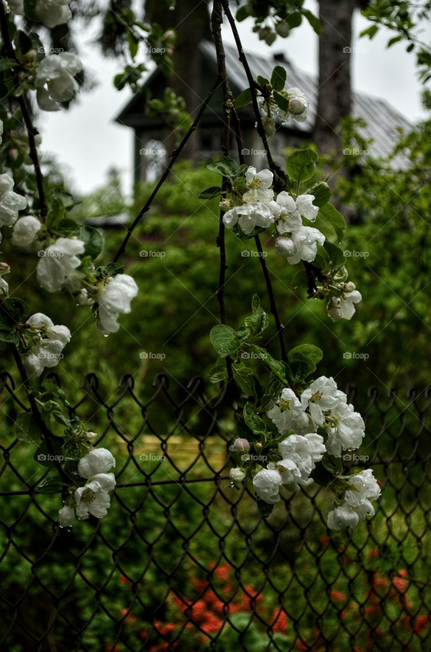 Apple tree in the garden