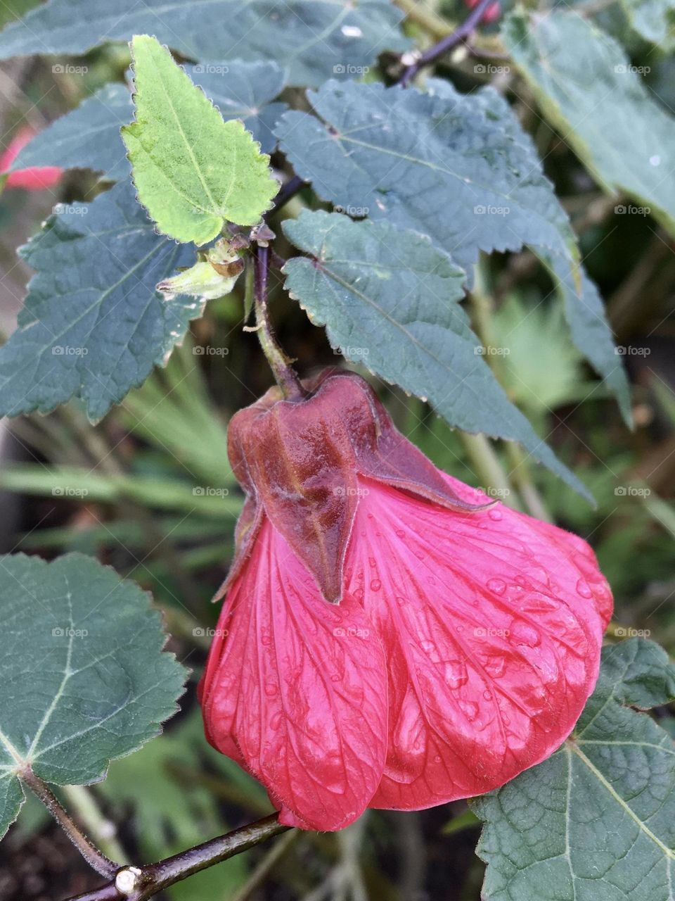 Deep pinky Abutilon flower under rain