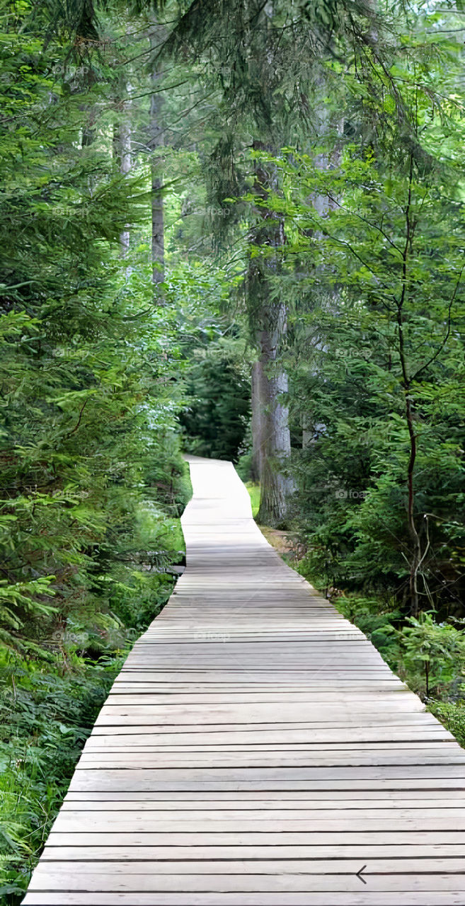 Narrow road between rows of trees on either side