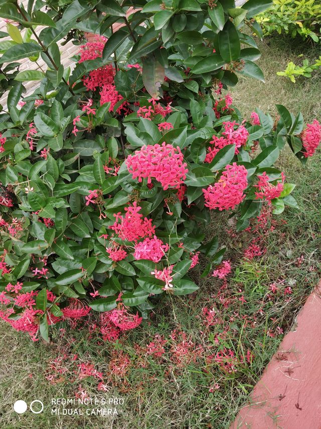 flower plant