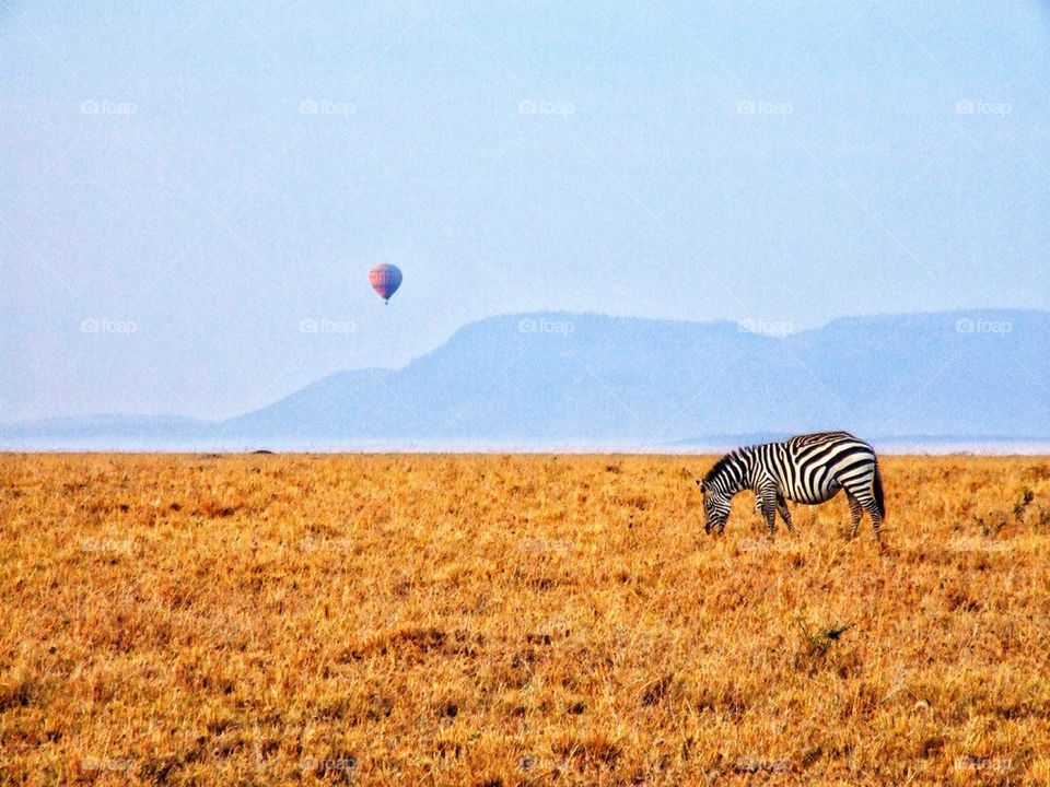 Zebra and hot air balloon