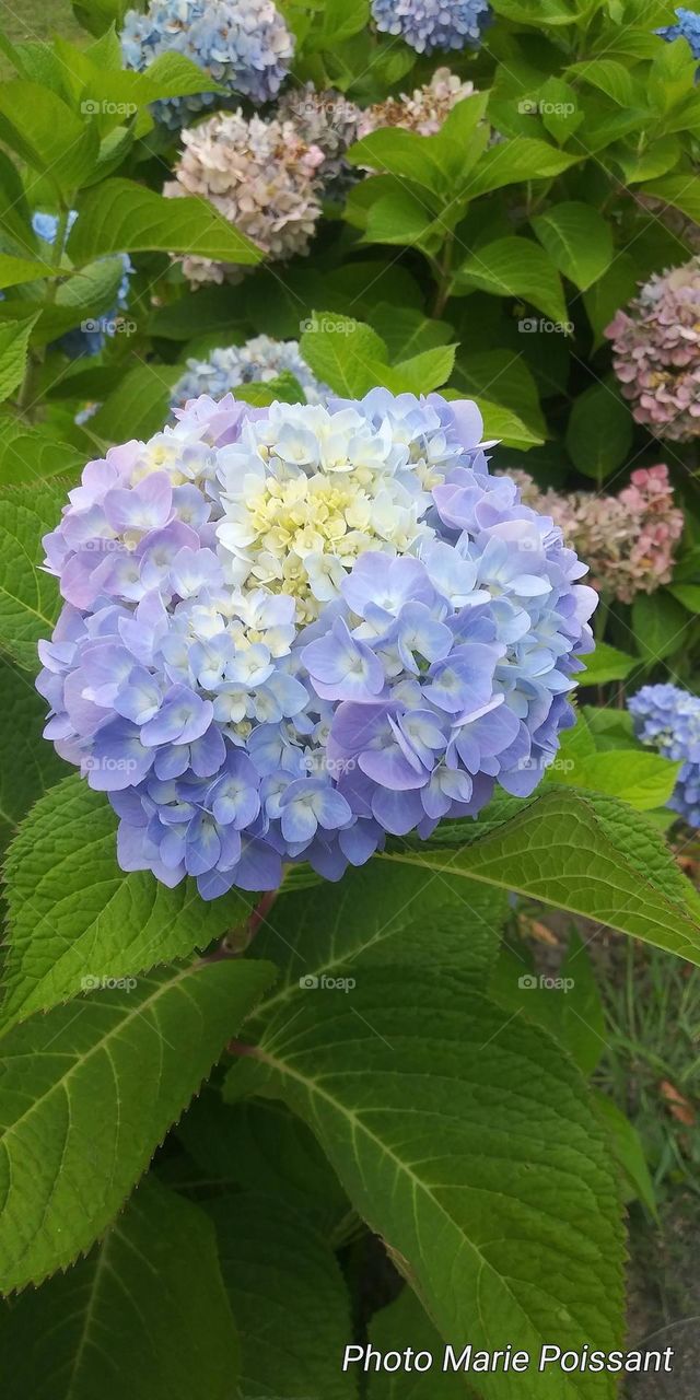 blue hydrangeas