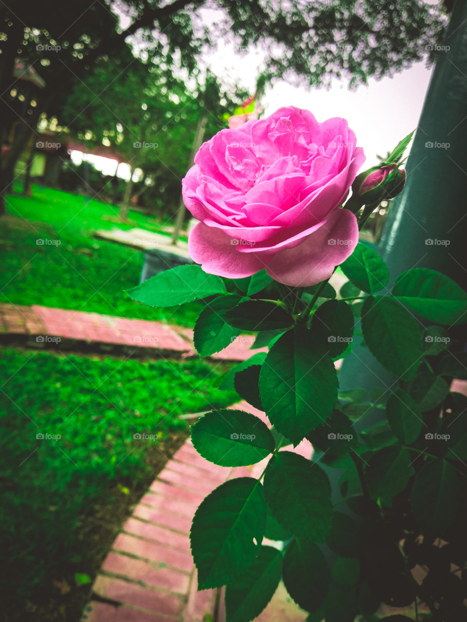 Pink Rose