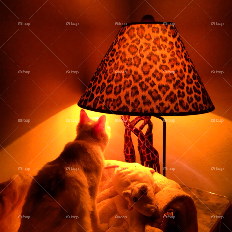 light cat bright fear by byg