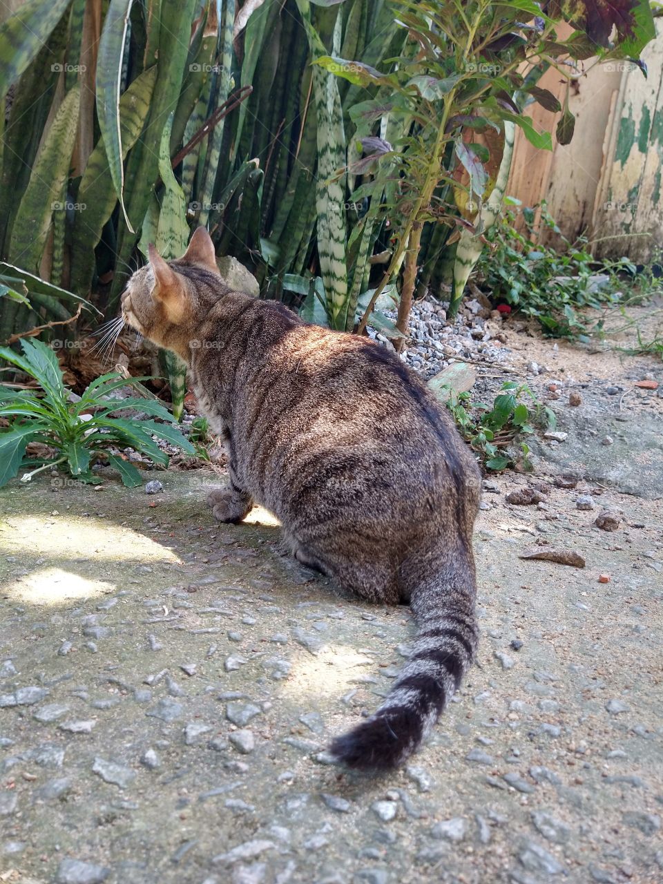 Gato de Favela 👏