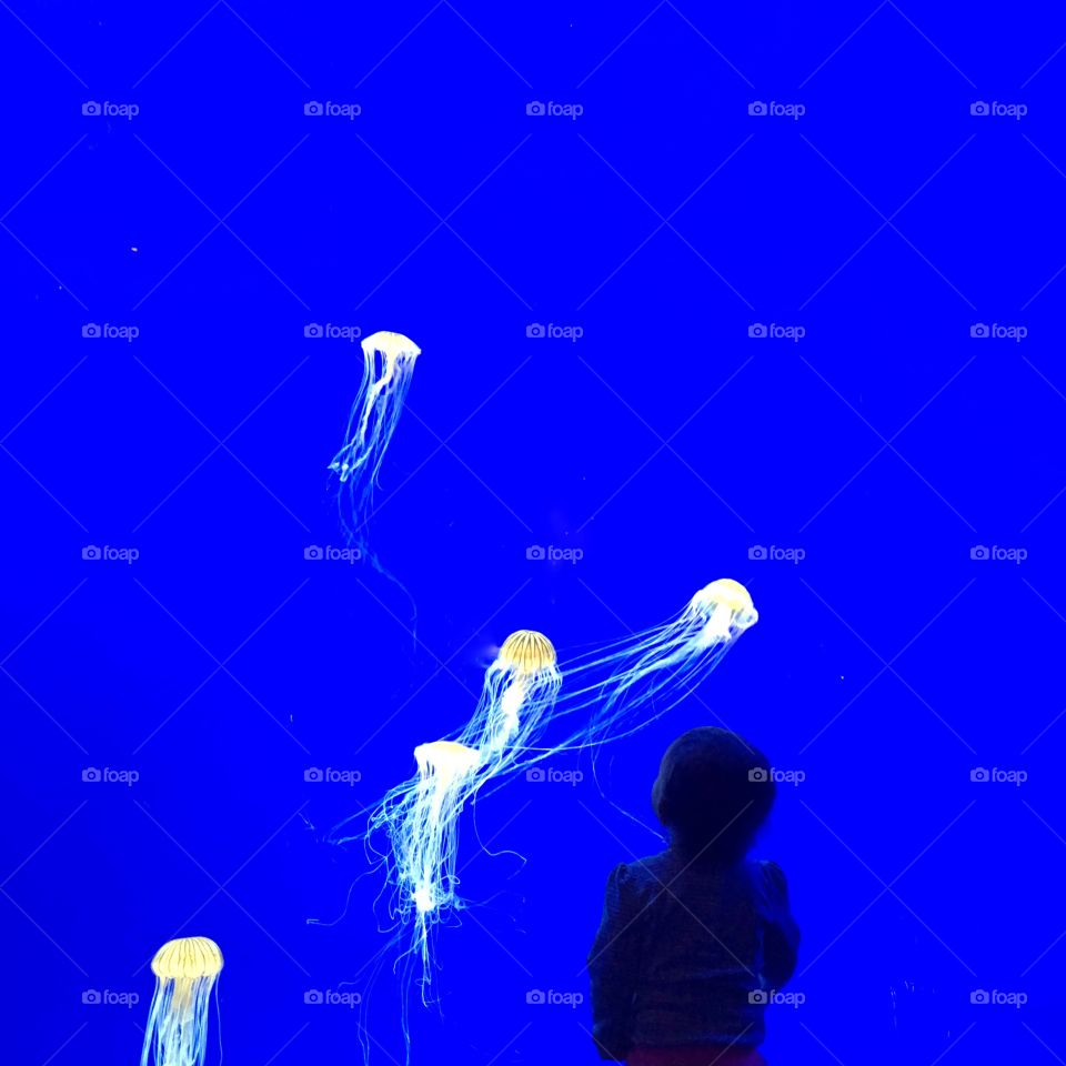 Jellyfish