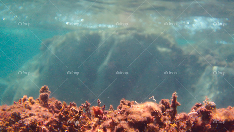 Close-up of reef and rock underwater