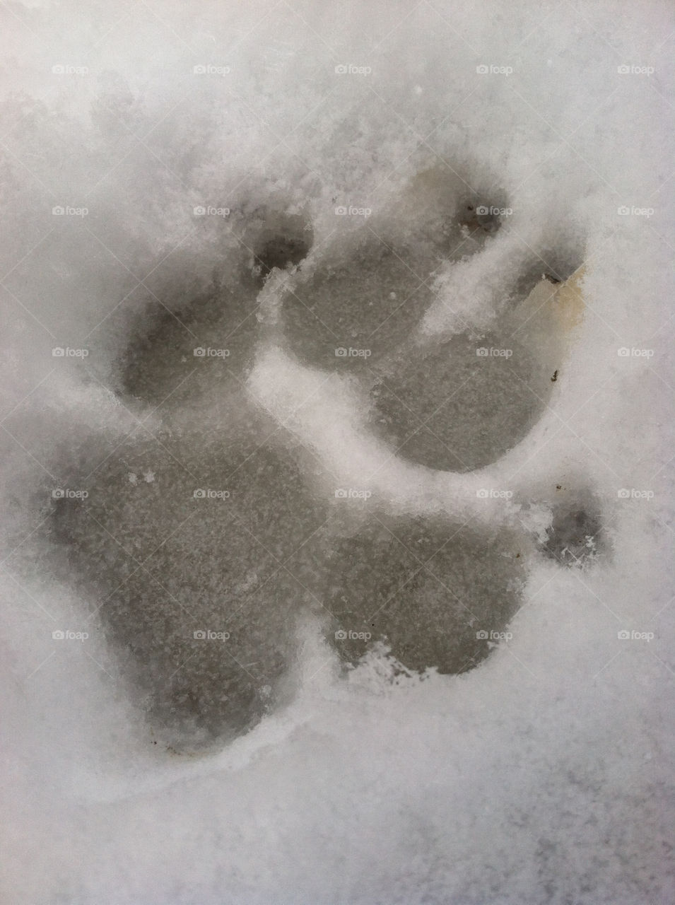 snow dog ice paw by PhotosByChase