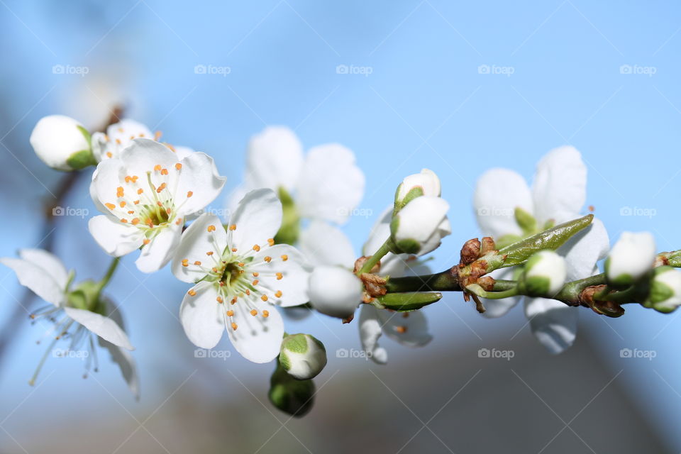 spring blooms