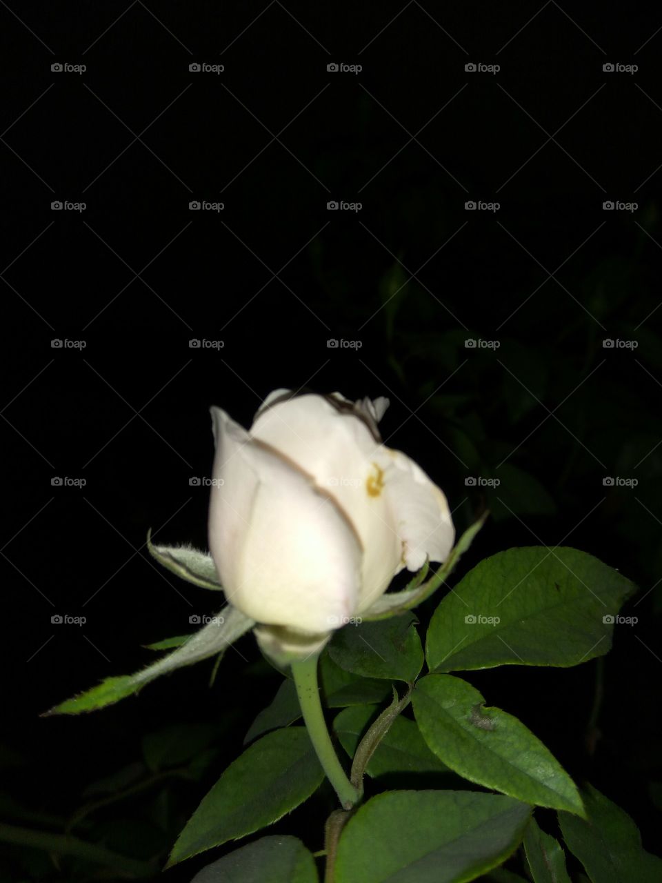 the flower of night reddish rose