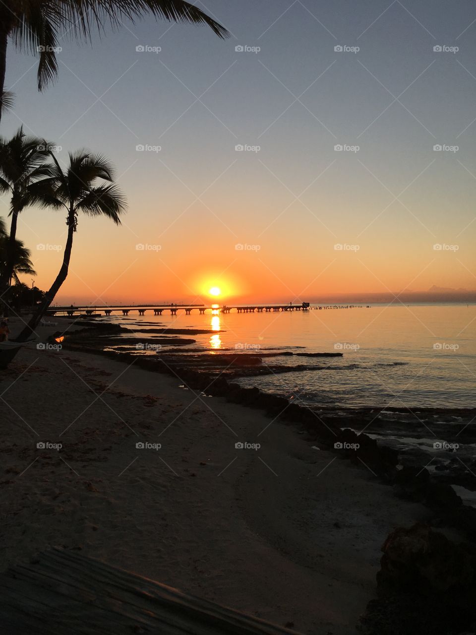 Palm sunrise