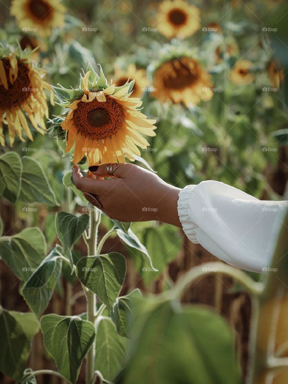 One of my summer pleasures is painting and photographing and relaxing in the sunflower field! beautiful and unforgettable moments among the sunflowers.