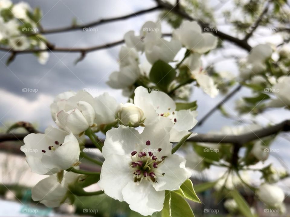 Cherry flower/bloom/springtime