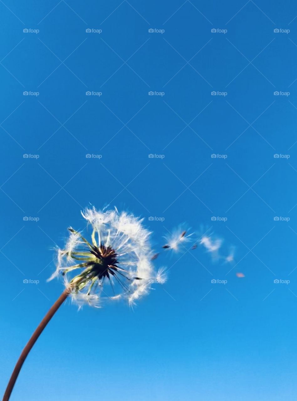Dandelion seeds floating into the wind