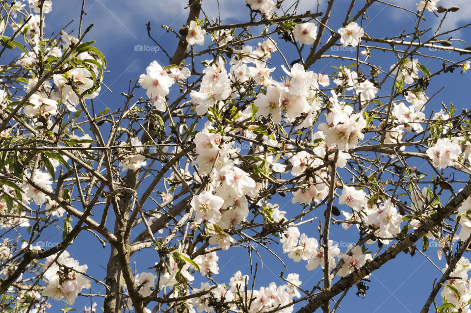 The almond tree (Prunus dulcis), is a deciduous tree of the Rosaceae family. This species belongs to the subgenus Amygdalus of the genus Prunus. It can reach 3 to 5 m in height. Of talloliso, green and sometimes yellow when young, it becomes cracked, scaly, creamy and grayish when it is adult. They are deciduous, the leaves are simple, lanceolate, long, narrow and pointed, from 7.5 to 12.5 cm in length and intense green color, with jagged or scalloped edges. The florsolitaria or in groups of 2 or 4, is pentamera with five sepals, five petals with variable colors between white and pink depending on the species of about 3 to 5 cm in diameter. The fruits of about 3 to 6 cm long in drupe with exocarp and mesocarpiocorreosos and hard endocarp, oblong, ellipsoidal, with dry meat, tomentose, green, dehiscent. It takes 5 to 6 months to mature since it settles